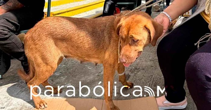 Desarrolla ayuntamiento capitalino Jornadas de Protección Animal