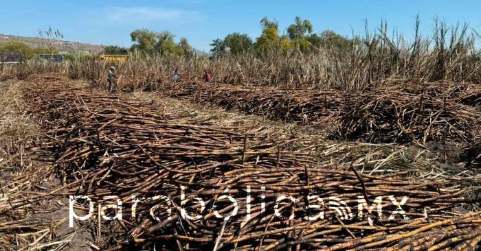 Arranca la zafra 2025–2026; busca SDR fortalecer al sector cañero