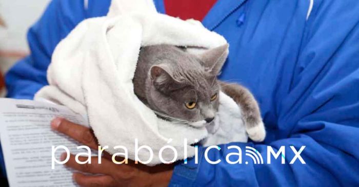 Realiza Gobierno de la Ciudad acciones en favor del bienestar animal en la capital