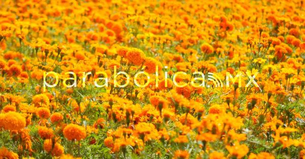 Arranca oficialmente la temporada de flor de cempasúchil en Atlixco