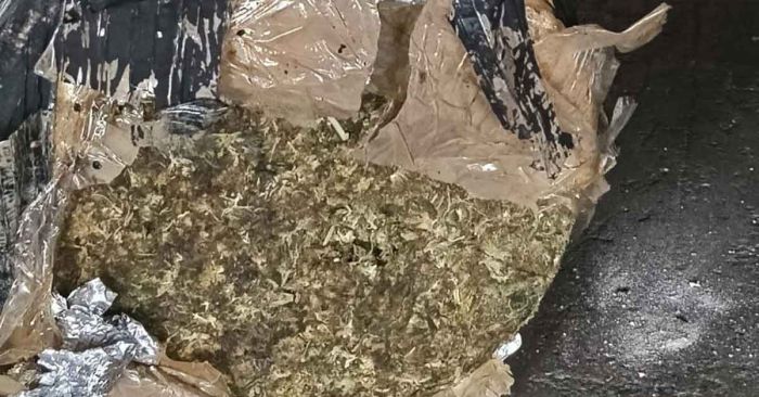 Asegura FGR más de media tonelada de marihuana en aduana de Veracruz