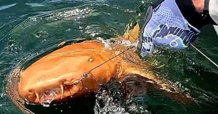 Hallan a tiburón naranja en Costa Rica