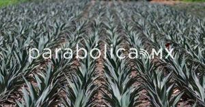 Triunfa Puebla en el México Selection 2025 de vinos y bebidas espirituosas