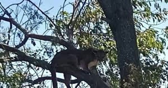 Llega puma “Jorge” a Africam Safari tras su captura en Tehuacán