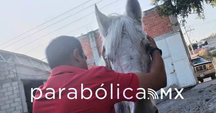 Indaga Bienestar Animal posible maltrato a yegua en Atlixco