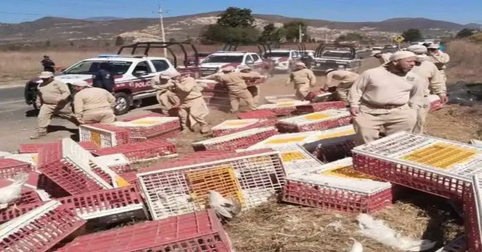 Iban enfermas las gallinas que se robaron en la Tehuacán-Orizaba