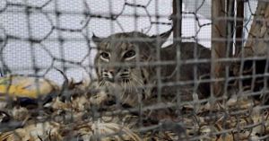 Aseguran en Jalisco a un lince en estado de abandono