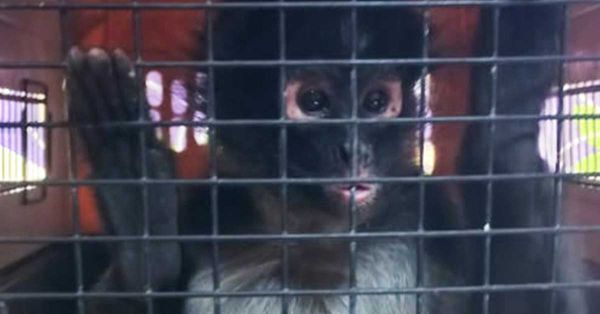 Rescatan a 2 monos ara&ntilde;a y 6 aves protegidas en Guadalajara, Jalisco