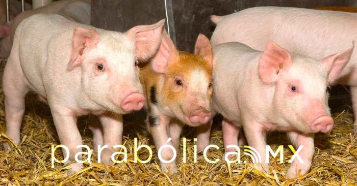 Realizan empresarios donación de cerdos a casas del SEDIF Puebla