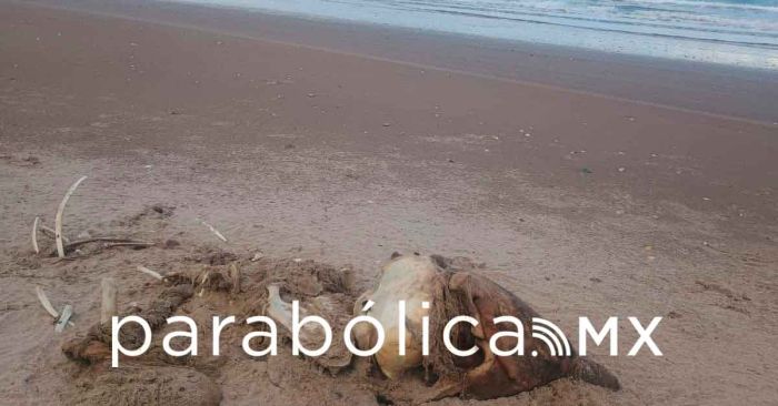 Denuncian uso de delfines como carnada de tiburones en Tamaulipas