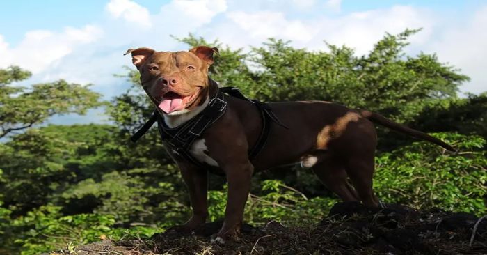 Salta Pitbull sobre la cama y se dispara arma