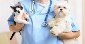 Anuncia UPAEP campaña anual de esterilización gratuita para perros y gatos