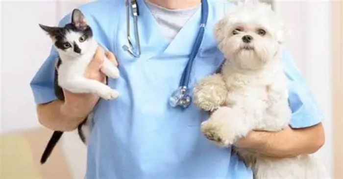 Anuncia UPAEP campaña anual de esterilización gratuita para perros y gatos