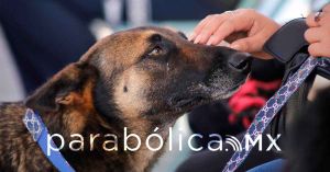 Invitan a la Primera Carrera Canina de San Andrés Cholula