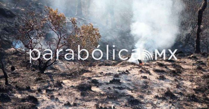 Reporta Protección Civil estatal 39 incendios forestales en lo que va del año