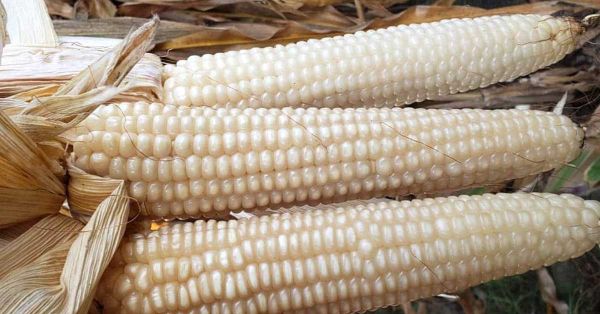 Fijan nuevo precio para el ma&iacute;z blanco en Guanajuato, Jalisco y Michoac&aacute;n