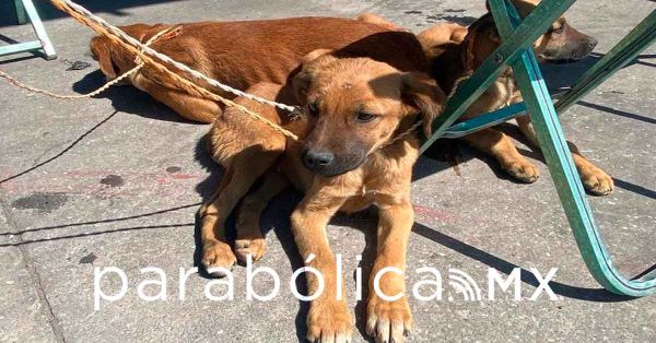 Realiza ayuntamiento Jornada Integral de Atenci&oacute;n Animal en San Miguel Canoa