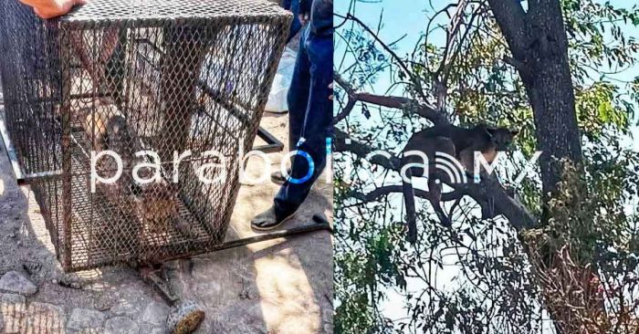 Capturan al puma avistado en Tehuacán