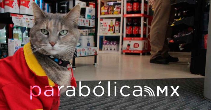 Ella es Minina, la gatita que adoptada por personal de un Oxxo de Puebla