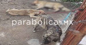 Rescata FGE a cuatro caninos víctimas de maltrato en taller mecánico de Tehuacán