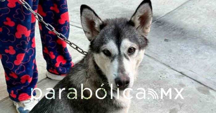 Fortalece Gobierno de la Ciudad acciones de cuidado animal