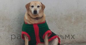 Visitan autoridades de FGE el Centro de Bienestar Animal de Cuautlancingo