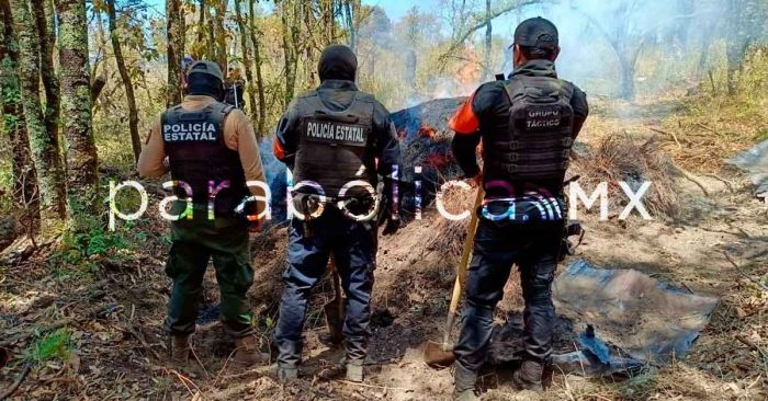 Aseguran Puebla y Tlaxcala más de 200 troncos de madera ilegal en La Malinche