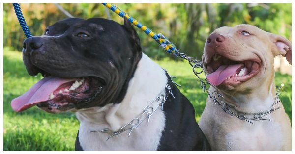 Atacan Pitbulls a un hombre en Zacatl&aacute;n