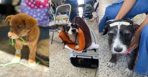 Realizan jornadas de bienestar animal en cinco colonias de la capital
