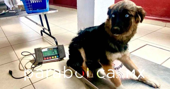 Prioriza Gobierno de la Ciudad acciones en favor del bienestar animal