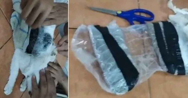 Sorprenden a gatito transportando droga en penal de Costa Rica