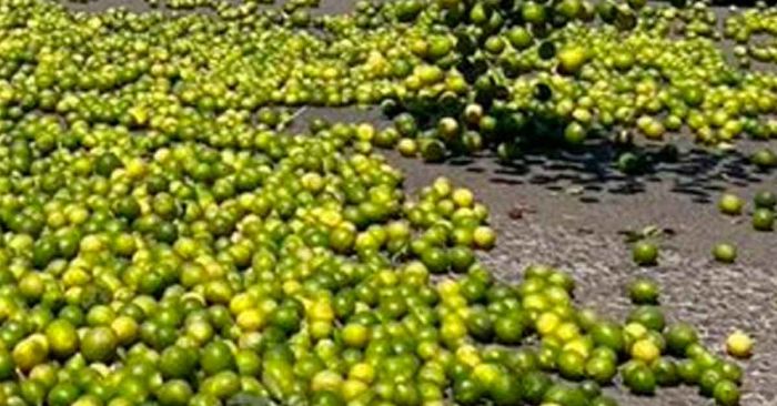 Asesinan a otro empreario limonero, ahora en Veracruz