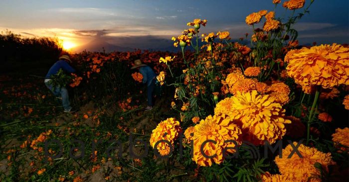 Viste Puebla a México con flor y papel picado