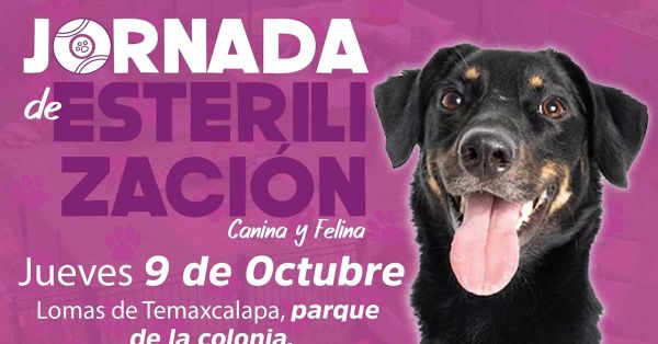 Impulsa Ariadna Ayala jornada de esterilización y atención médica animal