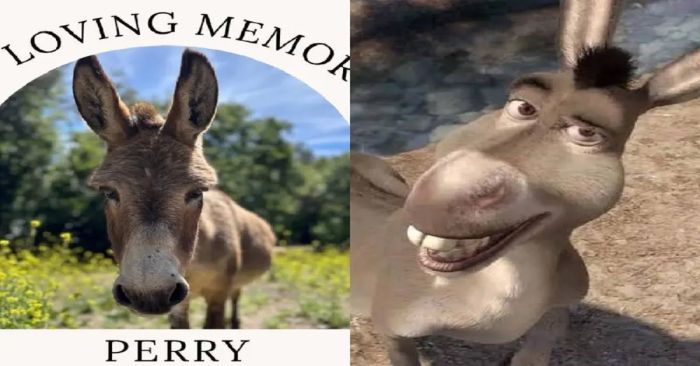 Muere Perry, el burro que inspiró al famoso personaje de Shrek