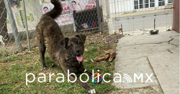 Bienestar animal, de pose y foto 