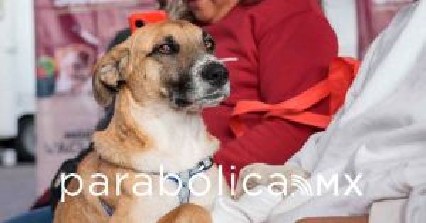 Realizan Jornada de Protecci&oacute;n Animal en la colonia Valle del Para&iacute;so