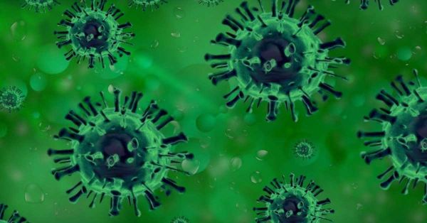 Alertan por primera muerte de un humano por gripe aviar H5N5