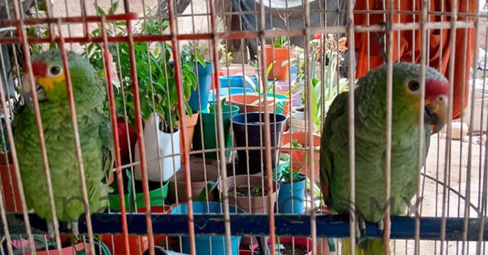 Rescata Profepa 63 ejemplares de fauna silvestre en Querétaro