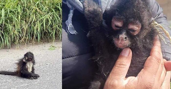 Encuentran a mono araña en carretera de Tecamachalco