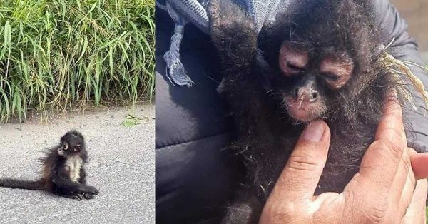 Encuentran a mono araña en carretera de Tecamachalco