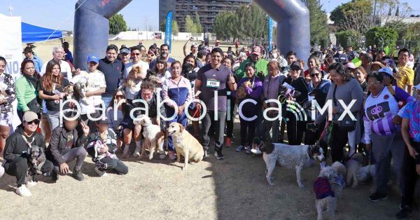 Viajar&aacute; a Canad&aacute; la perrita &ldquo;Gordita&rdquo;; fue rescatada y rehabilitada en Cuautlancingo