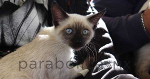 Mantiene ayuntamiento de Puebla Jornadas de Bienestar Animal