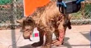 Inicia nueva vida para la osa negra Mina; ya está en su nueva casa en Hidalgo