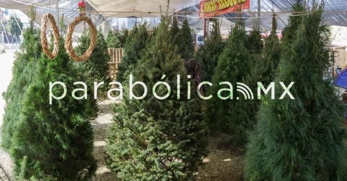 Emite Ayuntamiento de Puebla recomendaciones para una instalación segura del árbol de navidad