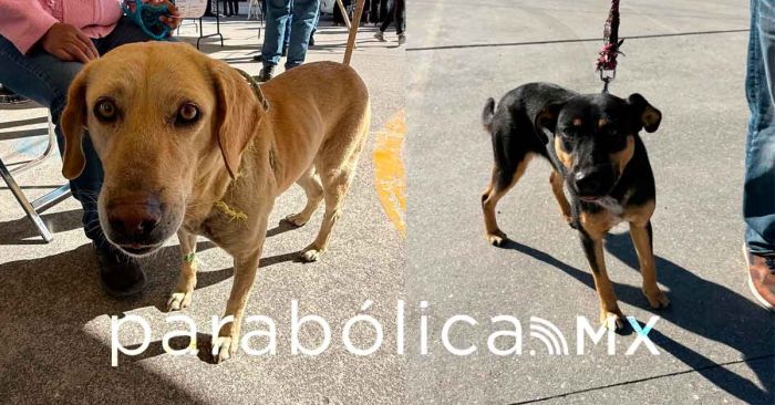 Realizan jornadas de bienestar animal en más colonias del municipio