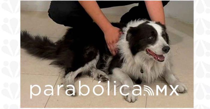 Recupera la FGE unidad robada y una mascota en Tecamachalco