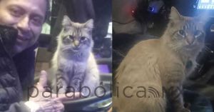 Se roban a “Zafiro” gatito cobrador de la ruta “morados” en Puebla
