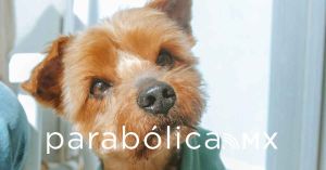 Plantea Morena hacer deducible de ISR gastos veterinarios de mascotas