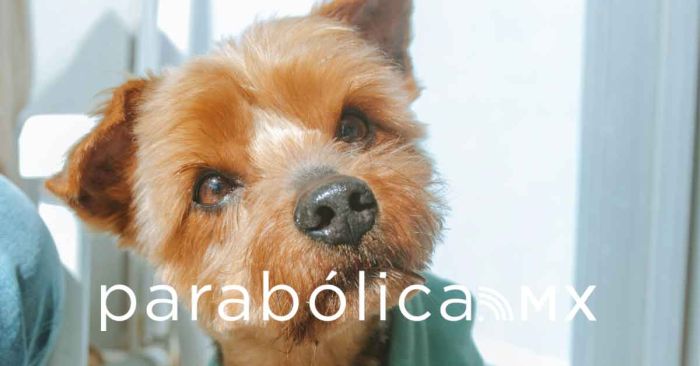 Plantea Morena hacer deducible de ISR gastos veterinarios de mascotas